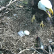 Illustration for article titled This Bald Eagle Nest-Cam Is What You Need Right Now